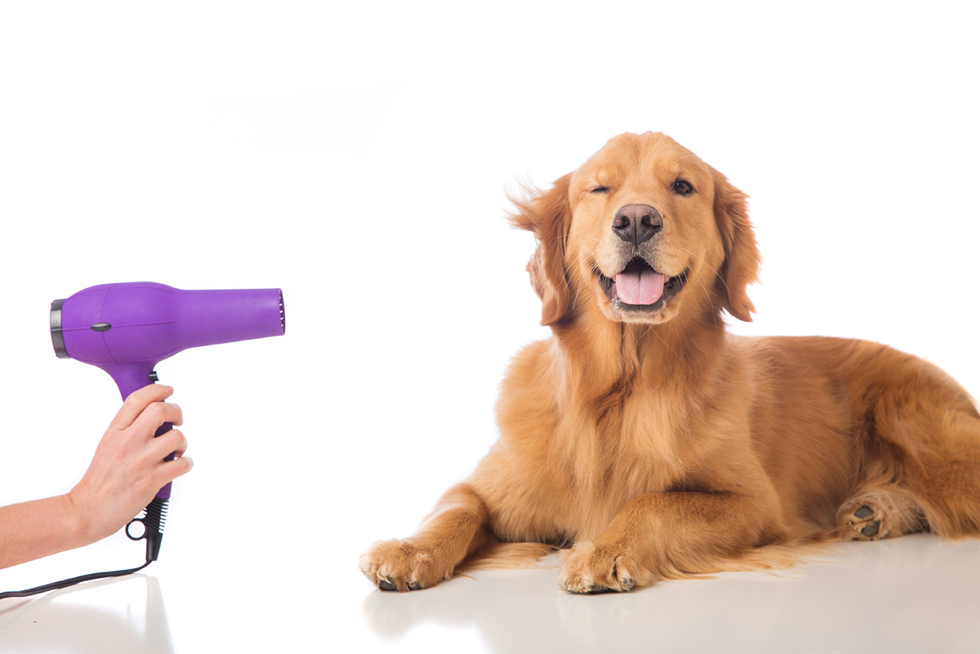 Grooming Your Dog 2024